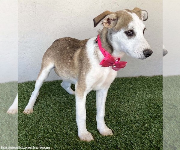Medium Photo #2 Huskies -Labrador Retriever Mix Puppy For Sale in San Diego, CA, USA