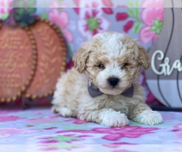 Medium Photo #3 Schnoodle (Miniature) Puppy For Sale in LANCASTER, PA, USA