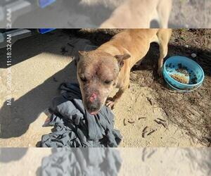 American Pit Bull Terrier Dogs for adoption in Ocala, FL, USA