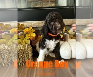 Goldendoodle mix (+ Poodle Standard) Puppy for sale in ANDERSON, SC, USA