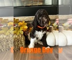 David OrangeBoy - Male Goldendoodle mix (+ Poodle Standard) Puppy for Sale - Small photo