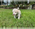 Puppy Oakley Alaskan Malamute-Great Pyrenees Mix