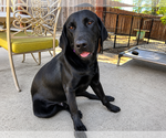 Small #1 Labrador Retriever