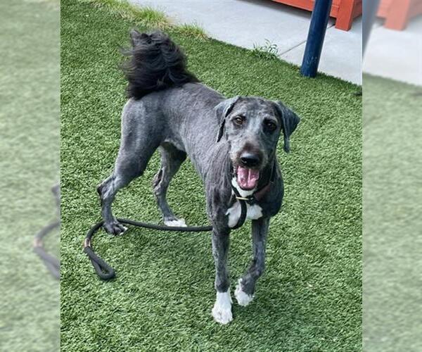 Medium Photo #1 Sheepadoodle Puppy For Sale in Baytown, TX, USA