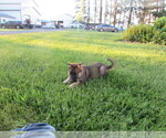 Small #5 Gerberian Shepsky