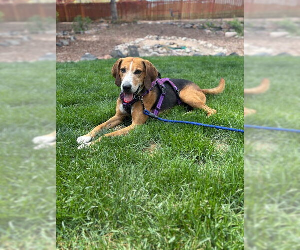 Medium Photo #2 Mutt Puppy For Sale in Aurora, CO, USA