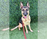 Small German Shepherd Dog