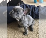 Small Photo #7 French Bulldog Puppy For Sale in CO SPGS, CO, USA
