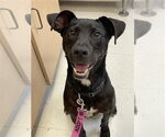 Small #1 Labrador Retriever Mix
