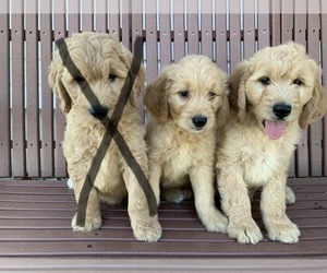 Goldendoodle Puppy for sale in FORT RECOVERY, OH, USA