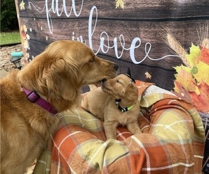 Golden Retriever Puppy for sale in LAURINBURG, NC, USA