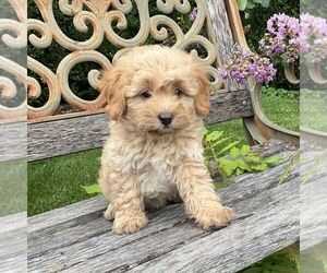 Bichpoo Puppy for sale in NEWMANSTOWN, PA, USA