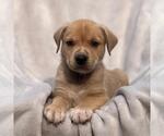 Small #1 Labrador Retriever Mix