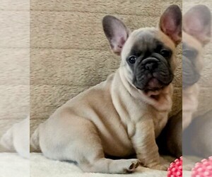 French Bulldog Puppy for sale in TAMPA, FL, USA