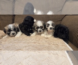 Zuchon Puppy for Sale in SHAWNEE, Kansas USA