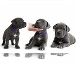 Small Photo #5 American Pit Bull Terrier Puppy For Sale in ORANGE, NJ, USA