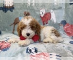Small #5 Poodle (Miniature)