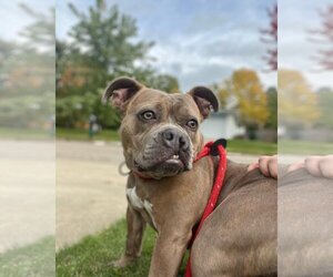 Bullypit Dogs for adoption in Frankenmuth, MI, USA