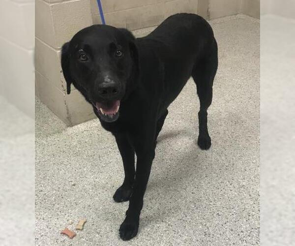 Medium Photo #1 Labrador Retriever-Unknown Mix Puppy For Sale in Conroe, TX, USA