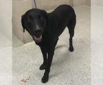 Small Labrador Retriever Mix