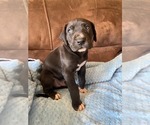 Puppy 10 Great Dane