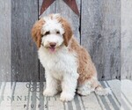 Small #4 Bernedoodle (Miniature)