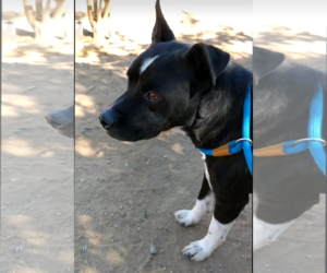 Denzel-foster home - Male American Staffordshire Terrier-Boxer Mix Dog for Adoption - Photo #3