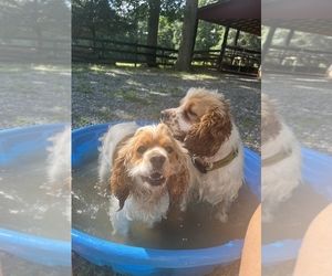 Father of the Cocker Spaniel puppies born on 07/17/2025