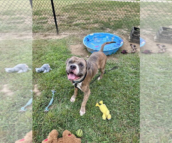 Medium Photo #17 Bullboxer Pit Puppy For Sale in Evansville, IN, USA