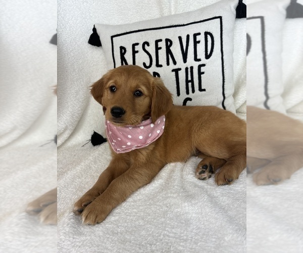 Medium Photo #3 Golden Retriever Puppy For Sale in GREENFIELD, IN, USA