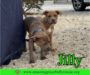Jilly - Female American Pit Bull Terrier-Unknown Mix Dog for Adoption - Photo #25