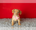 Small #2 Dachshund