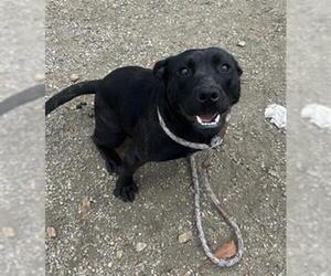 American Pit Bull Terrier-Unknown Mix Dogs for adoption in Redlands, CA, USA