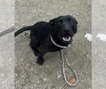 Small American Pit Bull Terrier Mix