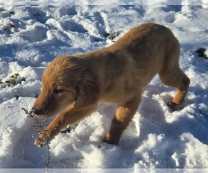 Golden Retriever Puppy for sale in RIGA, MI, USA