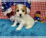 Puppy Romeo Bernedoodle (Miniature)