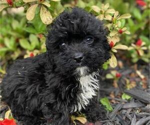 Cavapoo Puppy for sale in HICKORY, NC, USA