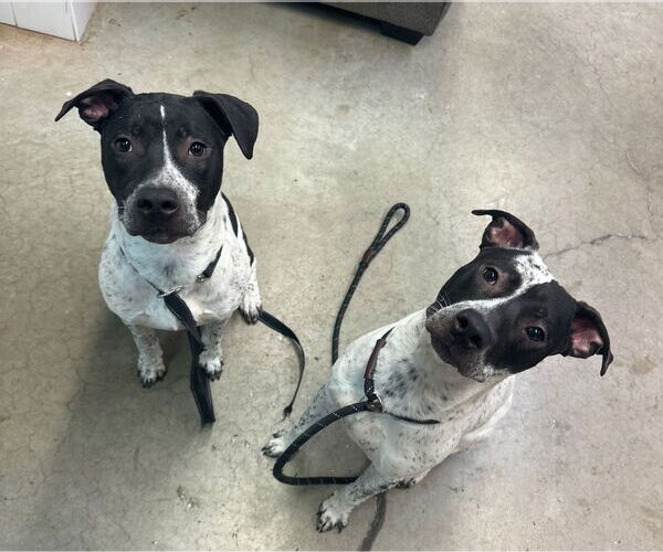 Medium Photo #8 American Pit Bull Terrier-Dalmatian Mix Puppy For Sale in Rockaway, NJ, USA