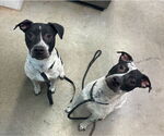 Small #7 American Pit Bull Terrier-Dalmatian Mix