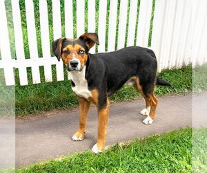 Beagle-Unknown Mix Dogs for adoption in Unionville, PA, USA