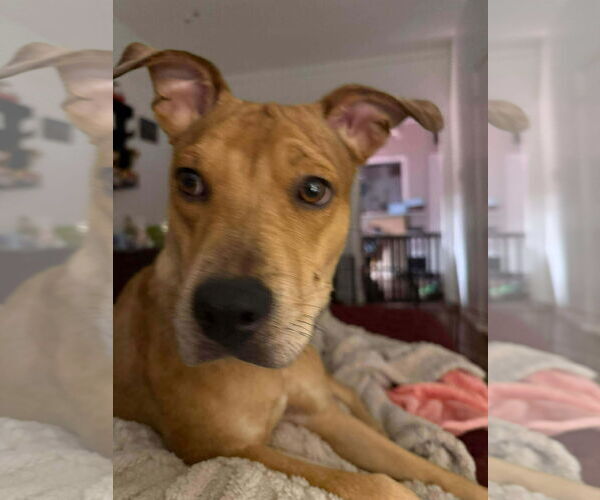 Medium Photo #4 Catahoula Leopard Dog-Unknown Mix Puppy For Sale in Germantown, OH, USA