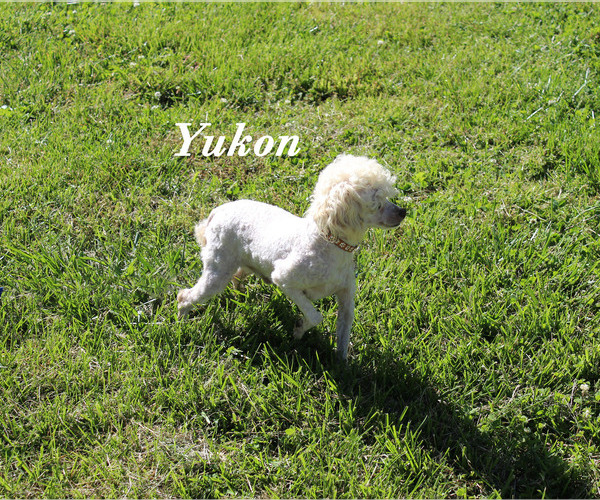 Medium Photo #20 Poodle (Toy) Puppy For Sale in CHANUTE, KS, USA
