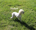 Small #19 Poodle (Toy)