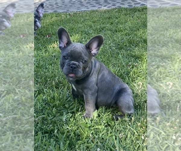 Medium Photo #1 French Bulldog Puppy For Sale in CITY INDUSTRY, CA, USA