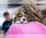 Small #1 Beagle