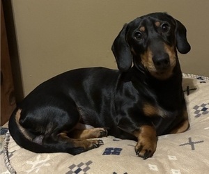 Father of the Dachshund puppies born on 01/19/2026