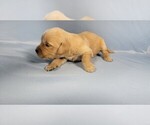 Small #5 Golden Retriever