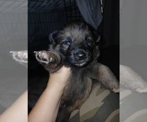 German Shepherd Dog Puppy for sale in LONGVIEW, WA, USA