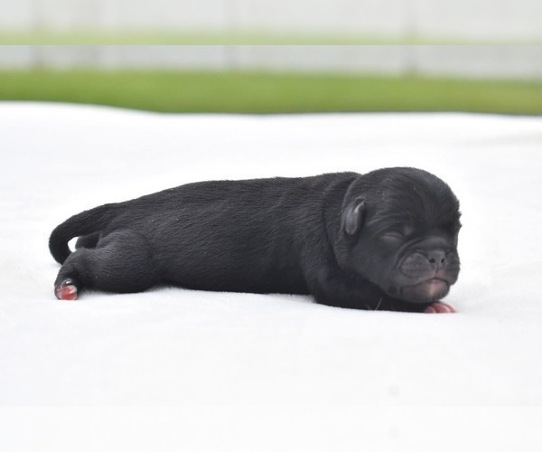 Medium Photo #2 Pug Puppy For Sale in PALM COAST, FL, USA