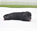 Small #1 Pug